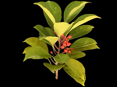 Healthy Green Plant With Shiny Leaves And Vibrant Red Berries 3d model