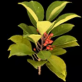 Healthy Green Plant With Shiny Leaves And Vibrant Red Berries