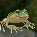 Green Frog Game Movie Character With Detailed Skin Texture And Natural Background