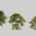 Different Types of Garden Shrubs with Green Yellow and Orange Foliage in Various Sizes