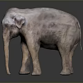 3D Rendered Realistic Elephant Standing With Detailed Texture On Gray Background