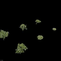 Various Green Shrubs Displaying Different Foliage Forms For Garden Landscaping 3d model