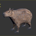 Water guinea pig capybara moving capybara 3d model