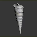Conch Marine Animal With Spiral White Shell And Detailed Texture Isolated On Dark Background