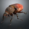 Shiny Red Shelled Beetle With Black Body And Long Legs On Dark Background