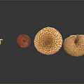 Different Types of Colorful Mushrooms With Unique Shapes And Textures On Black Background