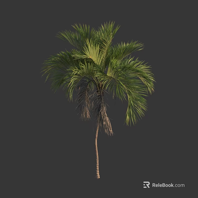 Tall Palm Tree With Green Feathery Fronds And Slender Brown Trunk With Dead Leaves 3d model 