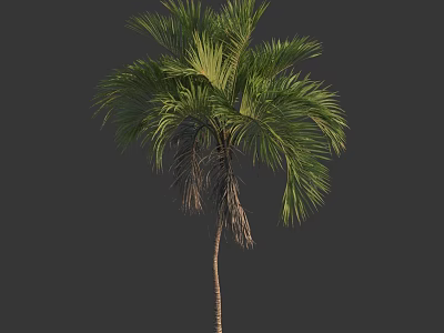 Tall Palm Tree With Green Feathery Fronds And Slender Brown Trunk With Dead Leaves 3d model