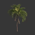 Tall Palm Tree With Green Feathery Fronds And Slender Brown Trunk With Dead Leaves