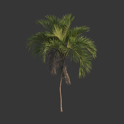 Tall Palm Tree With Green Feathery Fronds And Slender Brown Trunk With Dead Leaves 3d model