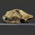 Detailed Animal Skull Specimen With Natural Texture On Gray Platform Surface