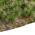 Lush Herbaceous Plants With Green Leaves And White Flowers In Dense Growth