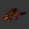 Realistic Beaver 3D Model With Brown Fur And Broad Black Tail On Gray Background 3d model