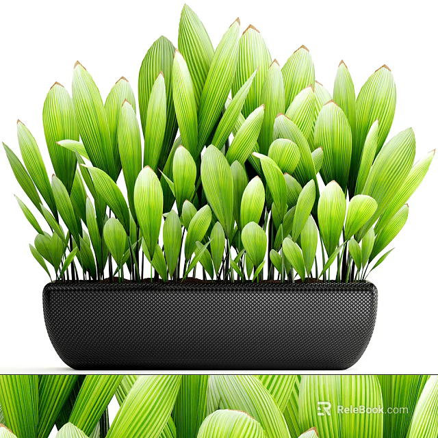 Potted Bonsai Plant With Lush Green Leaves In Black Textured Container 3d model 