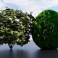 Leafy Shrub With Purple Flowers And Rounded Green Shrub In Blue Sky White Clouds
