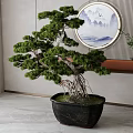 Indoor Chinese Style Bonsai Tree With Exposed Roots In Black Pot And Circular Landscape Painting