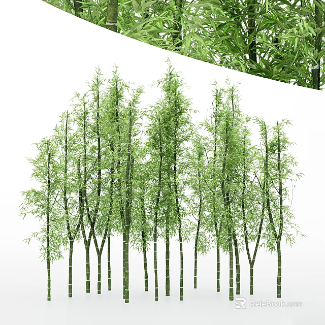 Tall Green Bamboo Trees With Slender Trunks And Fresh Leaves In Natural Forest 3d model 