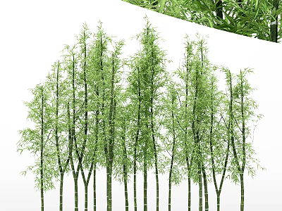 Tall Green Bamboo Trees With Slender Trunks And Fresh Leaves In Natural Forest 3d model