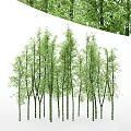 Tall Green Bamboo Trees With Slender Trunks And Fresh Leaves In Natural Forest