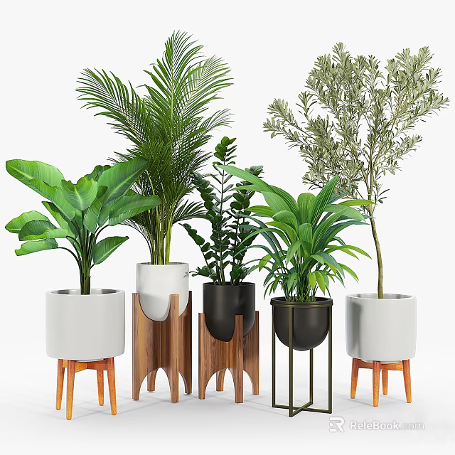 Bonsai Potted Plants Different Types Of Indoor Greenery In Stylish Pots 3d model 
