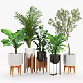 Bonsai Potted Plants Different Types Of Indoor Greenery In Stylish Pots