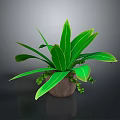 Lush Green Indoor Plant with Long Leaves in Wooden Pot and Small Decorative Foliage