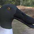 Wild Duck With Open Beak Gray Head White Chest And Orange Body Near Water
