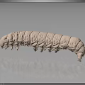 Long pink segmented caterpillar crawling on smooth dark surface with reflection 3d model