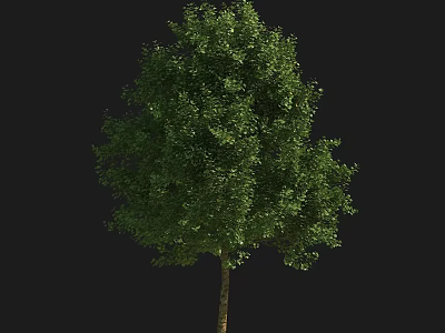 Vibrant Lush Green Arbor Featuring Dense Foliage With Healthy Trunk And Full Canopy 3d model