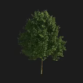 Vibrant Lush Green Arbor Featuring Dense Foliage With Healthy Trunk And Full Canopy