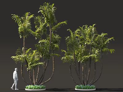 Lush Potted Palm Trees With Multiple Trunks And Green Base Plants 3d model