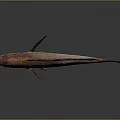 Reddish Brown Fish With Black Fins On Gray Background And Reflection