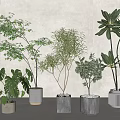 Stylish Indoor Potted Bonsai Plants With Various Leaf Shapes And Decorative Pots