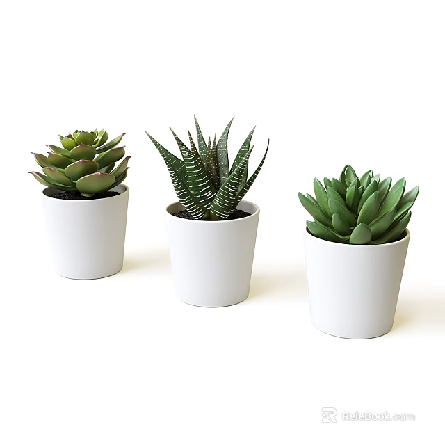 Beautiful Various Succulent Potted Plants in White Pots for Interior Decoration 3d model 