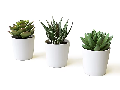 Beautiful Various Succulent Potted Plants in White Pots for Interior Decoration 3d model