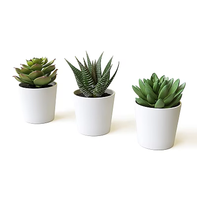 Beautiful Various Succulent Potted Plants in White Pots for Interior Decoration 3d model