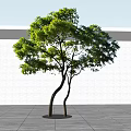 Graceful Arbor With Curved Trunks Green Foliage Against White Gray Wall And Blue Sky