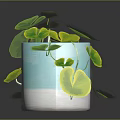 Trailing Houseplant with Large Round Green Leaves in Blue and White Decorative Pot