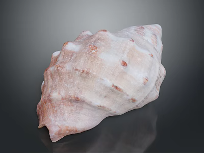 Pink And White Seashell With Textured Surface And Spiral Shape On Black Background 3d model