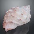 Pink And White Seashell With Textured Surface And Spiral Shape On Black Background