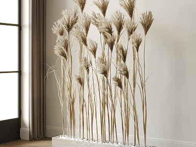 Tall Dried Pampas Grass in Indoor Corner with Light Colored Wall and Window Curtains 3d model