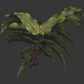 Lush Green Fern Leaf with Visible Veins and Branches Against Dark Background