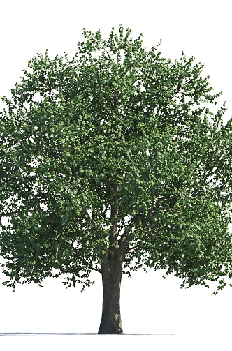 Summer Trees Roadside Trees Street Trees Community Greening Landscape Trees Garden Greening Trees Poplar Trees Elm Trees 3d model