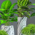 Modern Indoor Bonsai Plants With Decorative White Black Vases And Small Table