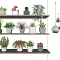Indoor Potted Plants Display On Multiple Shelves With Various Green And Succulent Plants