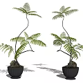 Bonsai Potted Fern Plants with Curved Branches and Green Leaves in Black Pots with Stones