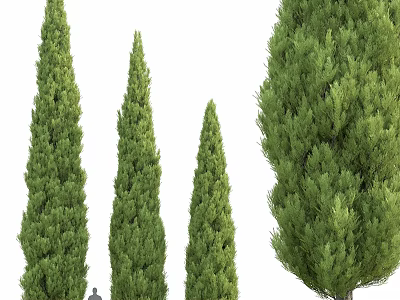 Tall Evergreen Trees For Garden Landscaping With Green Foliage 3d model