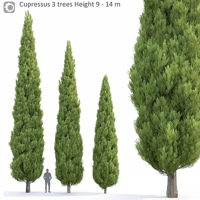 Tall Evergreen Trees For Garden Landscaping With Green Foliage 3d model