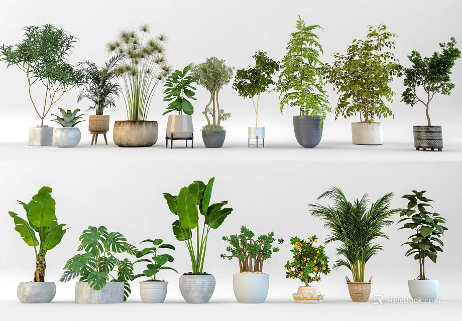 Bonsai and Potted Plants Collection With Various Green Plants And Different Decorative Pots 3d model 