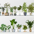 Bonsai and Potted Plants Collection With Various Green Plants And Different Decorative Pots